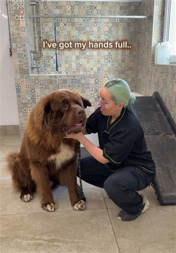 Do @Crufts accept bears?🫪 AD Yogi the Newfoundland is proof that grooming is so much more than just looking good! Double-coated breeds need a different approach to grooming, and understanding their coat is essential to supporting their health, comfort and welfare 🐾 Crufts knows the importance of good dog care all year round and wants to help all owners understand how much of a difference knowledgeable, welfare-focused grooming can make. ✨ #crufts #doggrooming #dogwelfare #dogeducation