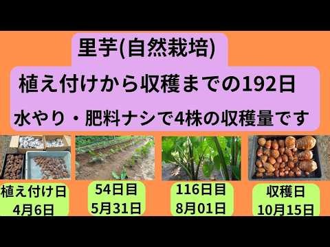 【自然栽培】里芋の植え付けから収穫までの192日 #家庭菜園#無肥料・無農薬#里芋収穫