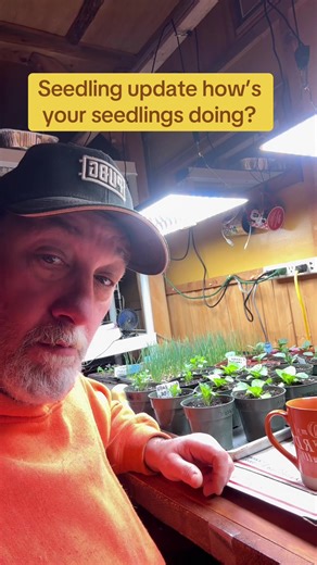 Seedling Progress: Growing Vegetables from Seed