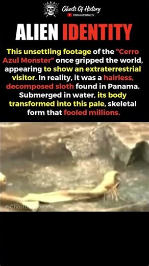 People Thought This Was an Alien #Mystery #Alien #Nature #Panama #Creature #Science #Discovery