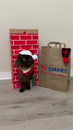 Freya caught Santa in 4K! 🎅 Merry Christmas! What was your pet’s favorite gift this year? #anythingforpets #petsmart #holiday