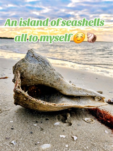Live Cone Shell Discovery in Florida