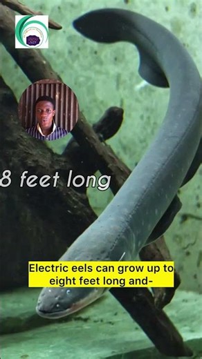 Electric Eel Facts