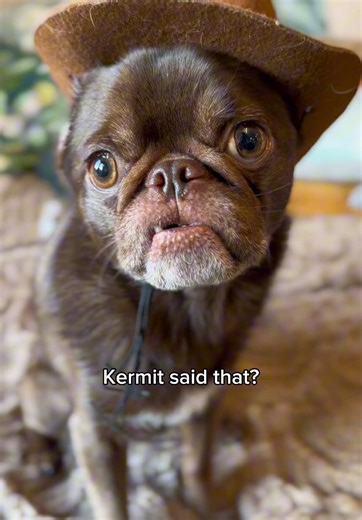 Kermit the Frog's Musical Journey