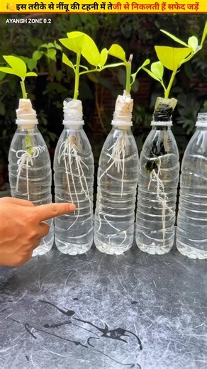 🍋Grow roots from lemon cuttings in water #cuttingskills #growth #garden