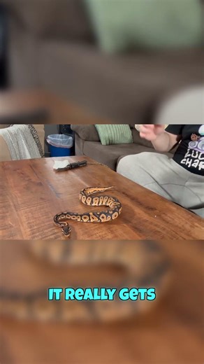 Ball Python HATES the Camera 🐍 #shorts #snake #python