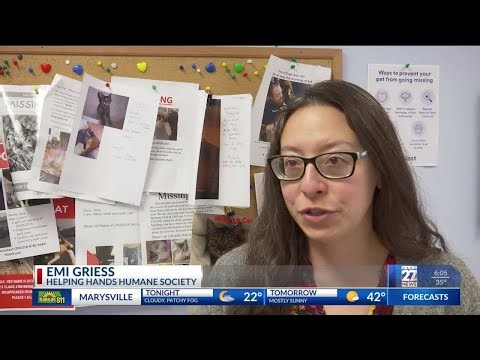 Helping Hands Society explains how to help pets with holiday stress