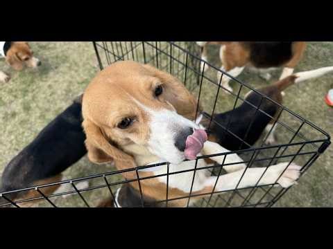 Lauree Simmons of Big Dog Ranch Rescue shares Ridglan Farms beagle update