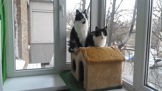 Нежность