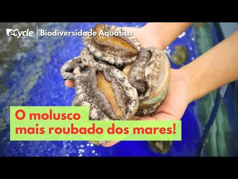 Abalone: O Molusco Mais Cobiçado dos Oceanos