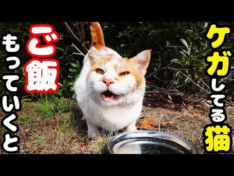 ケガをしていた猫にご飯をあげると・・・ さくらねこへのエサやり【ご視聴だけでも猫を助けることになります】支援者様 視聴者様 猫たちに神のご加護を！