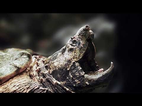 Face to Face with Earth’s Deadliest Creatures (4K Documentary)