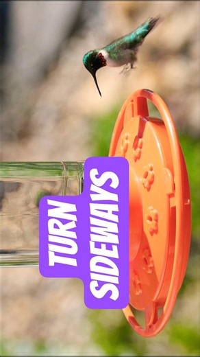 Hummingbird Surprised Us #birds #birdfeeder #hummingbird