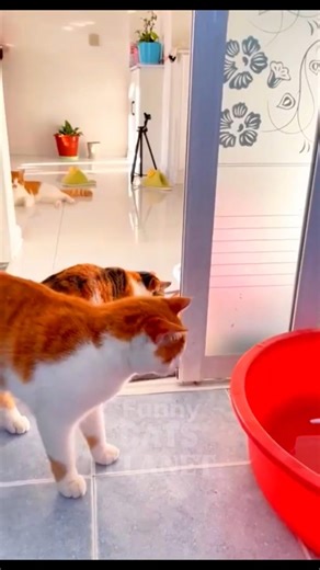 Cats got scared 😱🐱 #shorts