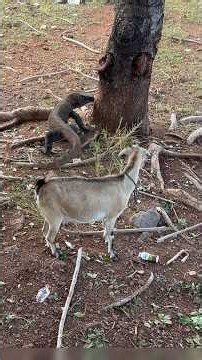 New Komodo Fight Vs Animals