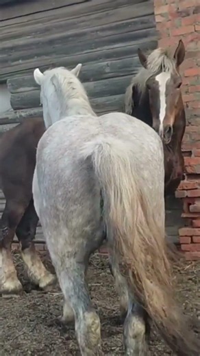 Stallion Meets a New Mare for the First Time | Amazing Horse Encounter