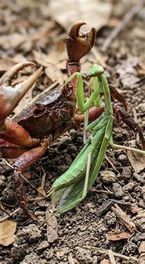 Praying Mantis vs Crab Fight 🐜🦀 Shocking Ending! #insectfight #viralvideo #insects