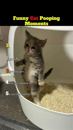 Funny Cat Pooping Moments That Will Make Your Day 🤣