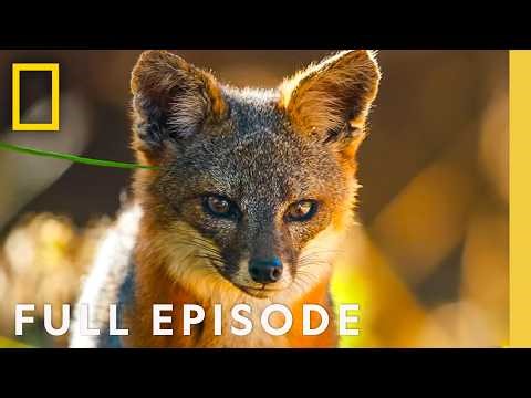 Discover the Channel Islands (Full Episode) | America's National Parks | National Geographic