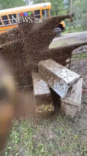Truck carrying millions of bees crashes and creates cleanup chaos