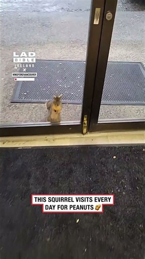 Squirrel Has a Daily Peanut Appointment 🥜🐿️