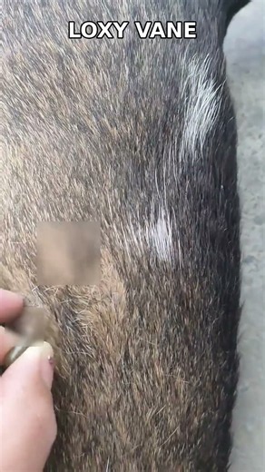 Dog Big Tick Removal 🐶❤️ | Gentle Tick Care & Safe Pet Grooming
