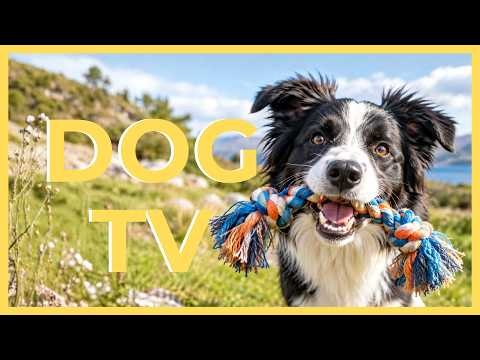 20 Hour Dog TV 🐶 Virtual Dog Walk & Outdoor Scenery for Dogs