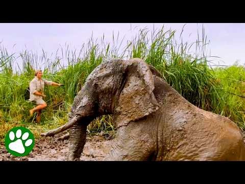 Giant Bull Elephant Rescued by Kind Heroes