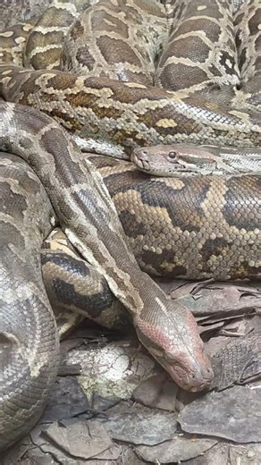 Biggest Snake in the World 😱🐍 Giant Python Snake Attack Video 🐍 World Largest Python Snake Found