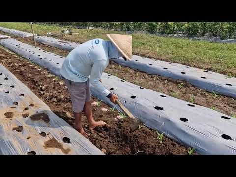 BRILLIANT FARMING HACK! DIGGING HARD SOIL THE SMART WAY!! - Agricultural Farming