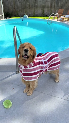 Reef the Golden Just Got His BAF! A Golden Retriever's Big Day