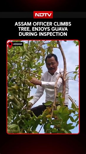 Assam Officer Climbs Tree, Enjoys Guava During Inspection