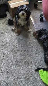 Link vs. Loki: The Ultimate Cavapoo Puppy Playtime Fail! 🐶