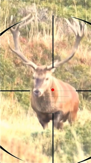 Stag Hunting | Chasse au chevreuil | Caccia al cervo