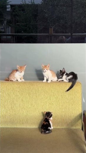 These Tiny Kittens Will Melt Your Heart ❤️