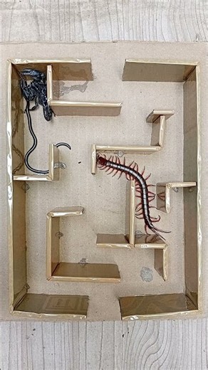 Scorpion Hunt! Snake Worm & Centipede Great Escape!