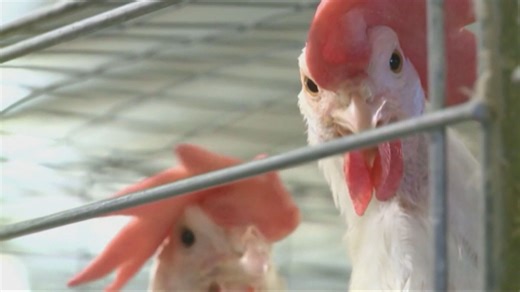 Sask. seeing surge in avian bird flu