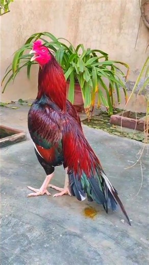 Fighter Aseel Murga#aseelmurga #aseelhen#shorts#ytshorts #foryou