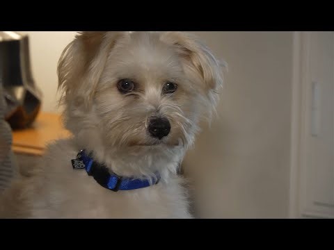 Police Officer Adopts Puppy Abandoned In Trash Compactor