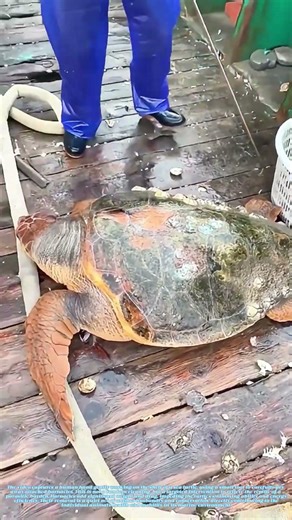 Cleaning a Carapace: The Careful Removal of a Hitching Mollusk