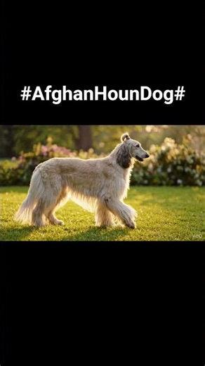 Afghan Hound originates from the rugged mountains of Afghanistan, used for hunting large prey.