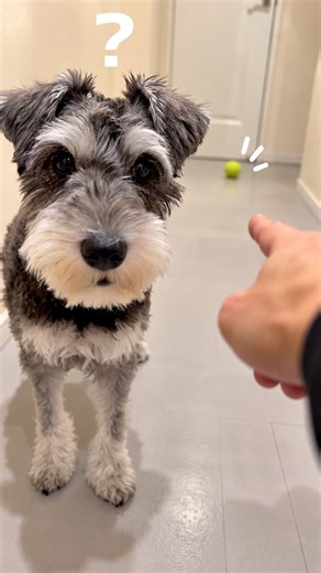 Go Get It Yourself 🐶🎾 #MiniSchnauzer #Schnauzer #puppy #dogshorts #doglover
