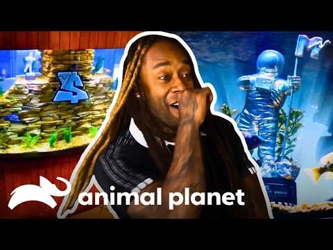 Ty Dolla $ign's Stunning New Fish Tank And Other Replicas! | Tanked | Animal Planet