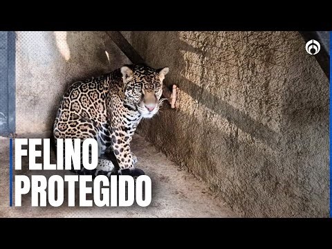 Rescatan Jaguar en Jilotepec, Edomex
