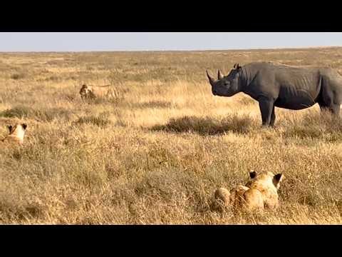 14 Lions Corner Black Rhino | African Wildlife Drama