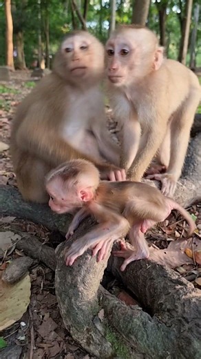 Lovely Baby Monkey With Mom Take Care #shorts