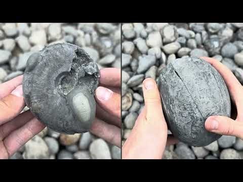 Best Raw Pyrite Ammonite Fossils of 2025! 