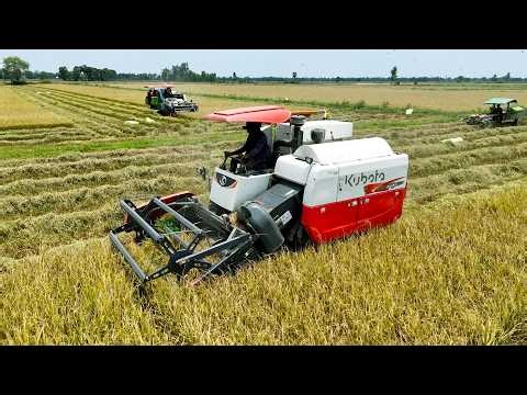 Kubota DC70 Pro Full Working | Rice Harvesting Extreme Efficiency