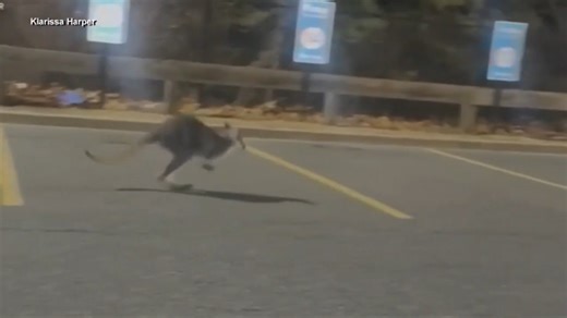 Wandering wallaby wrangled near Walmart in New Jersey - WSVN 7News | Miami News, Weather, Sports | Fort Lauderdale