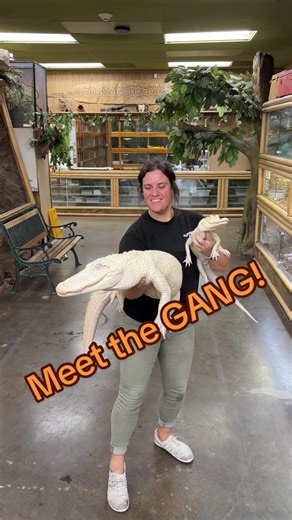 Rare Albino Alligators Dressed for Winter Wonder